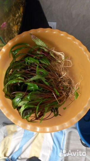 Растение в аквариумное Криптокорина