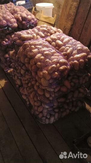 Свежая картошка бесплатная доставка