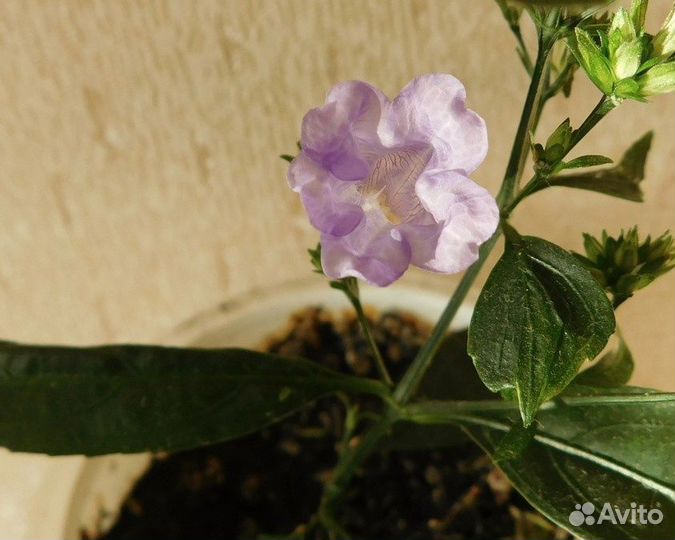 Комнатный цветок 