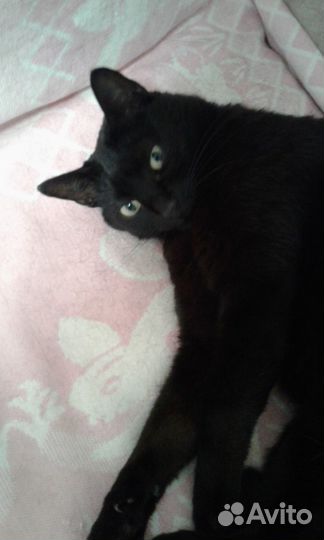 Отдам в хорошие руки