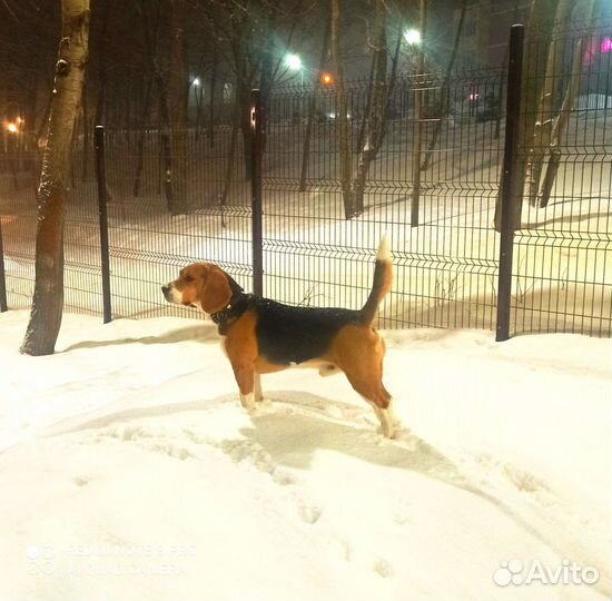 Вязка кобель бигль