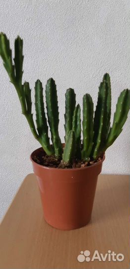 Стапелия Grandiflora