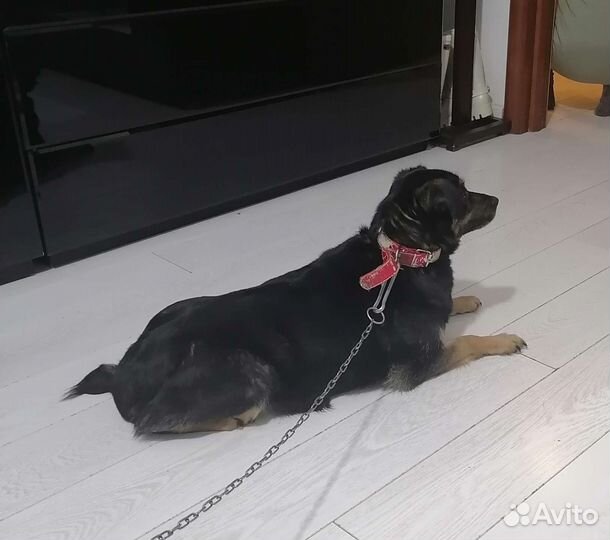 Отдам в добрые руки