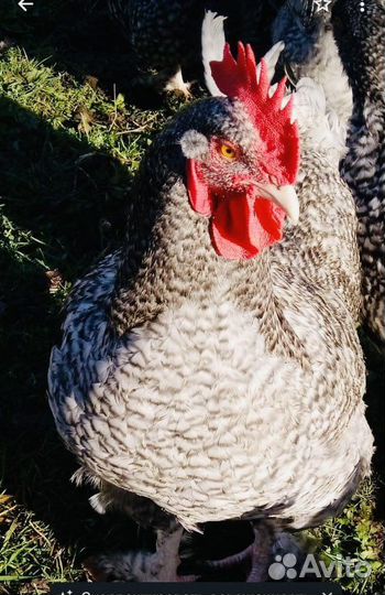 Молодые петухи