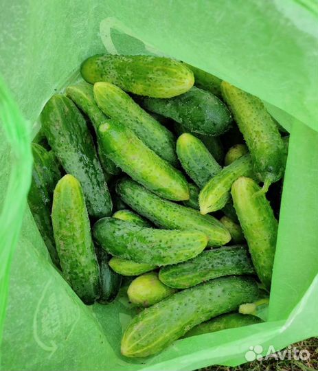 Огурцы свежие домашние