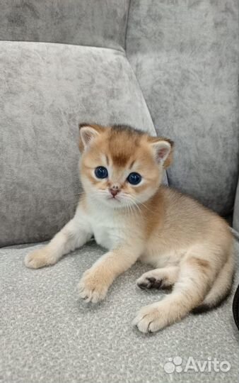 Шотландская