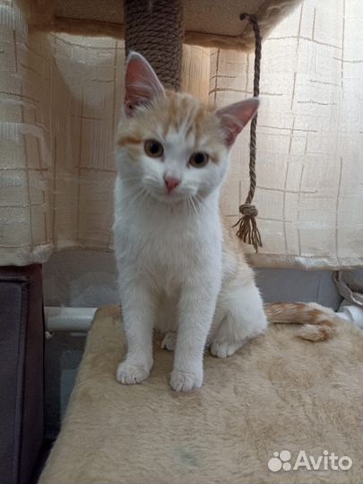 Маленькая милая кошечка ищет дом