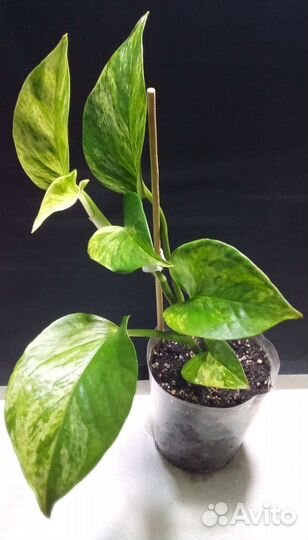 Филодендрон эпипремнум сциндапсус (часть 2)