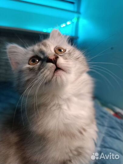 Курильский бобтейл