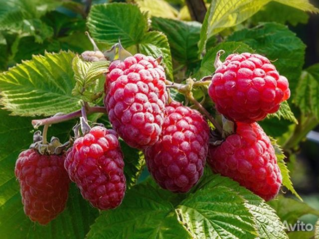 Саженцы малины 