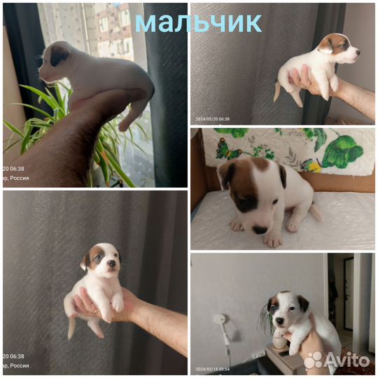 Щенки джек Рассел терьер