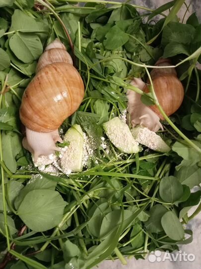 Улитки Ахатины альбиносы