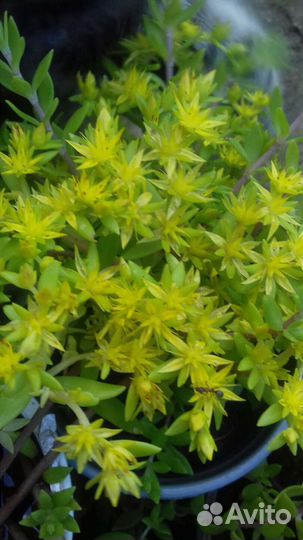 Многолетник