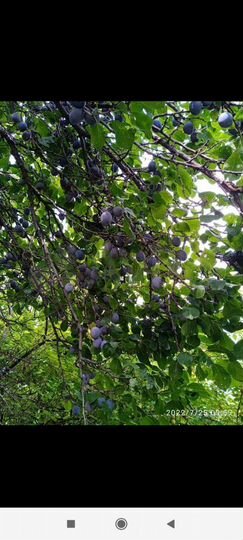 Дом 62 м² на участке 19 сот.