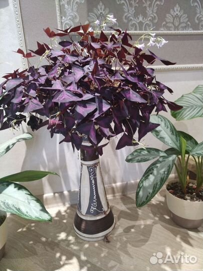 Кислица оксалис, пеларгония