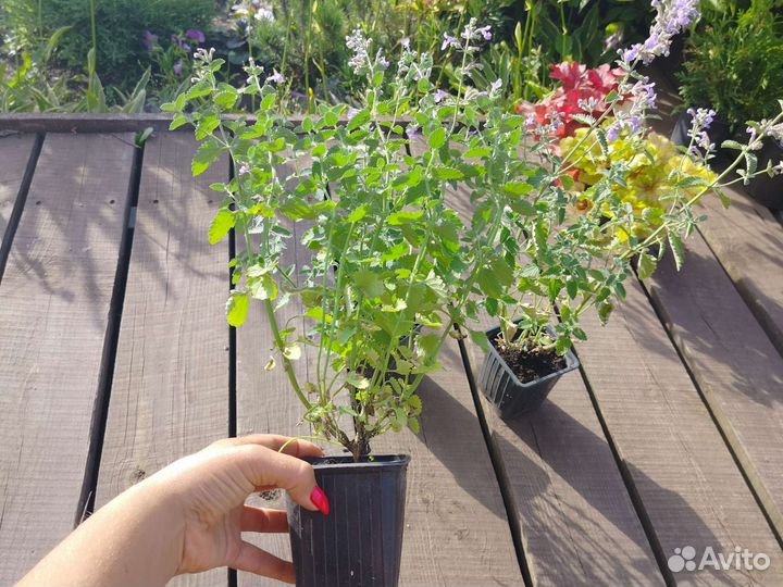 Котовник фассена