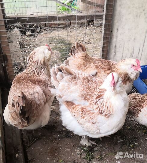 Петух Фавероль, инкубационное яйцо фавероль