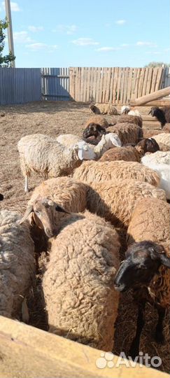 Продам овец эдильбаев