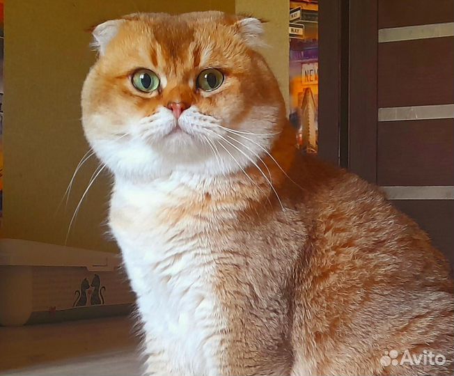 Вязка.Шотландский кот золотая шиншилла