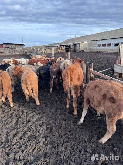 Телята телки