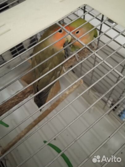 Пара Неразлучников На брони