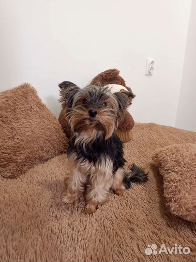 Йоркширский терьер вязка