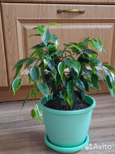 Фикус бенджамина