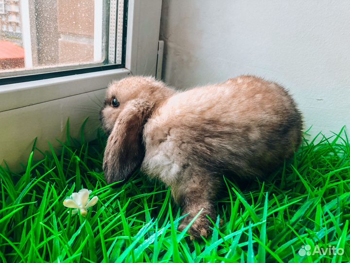 Карликовый кролик - самый маленький
