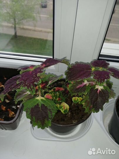 Цветная крапива