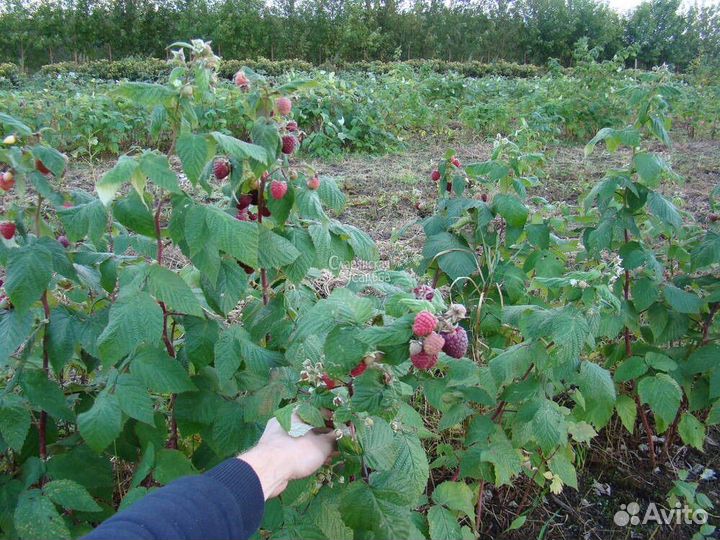 Саженцы ремонтантной малины