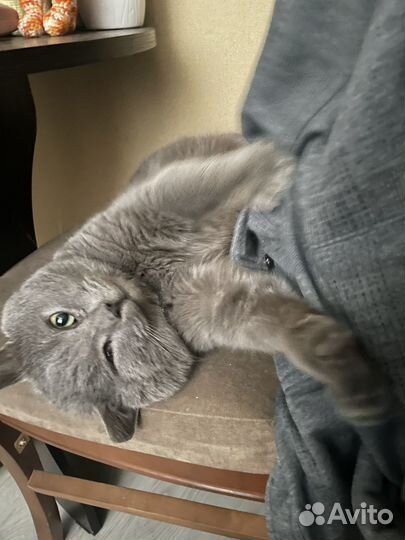 Британец в добрые руки