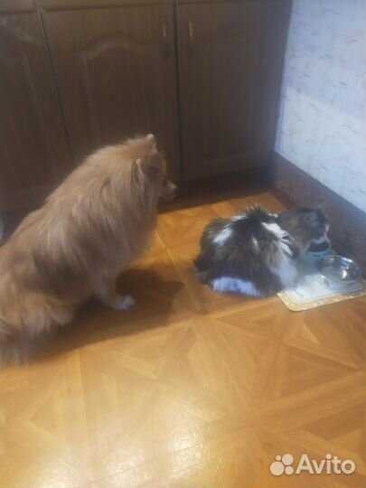 Передержка собак