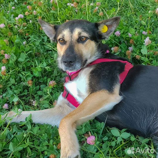 Собака в добрые руки