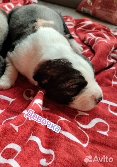 Щенки алабая