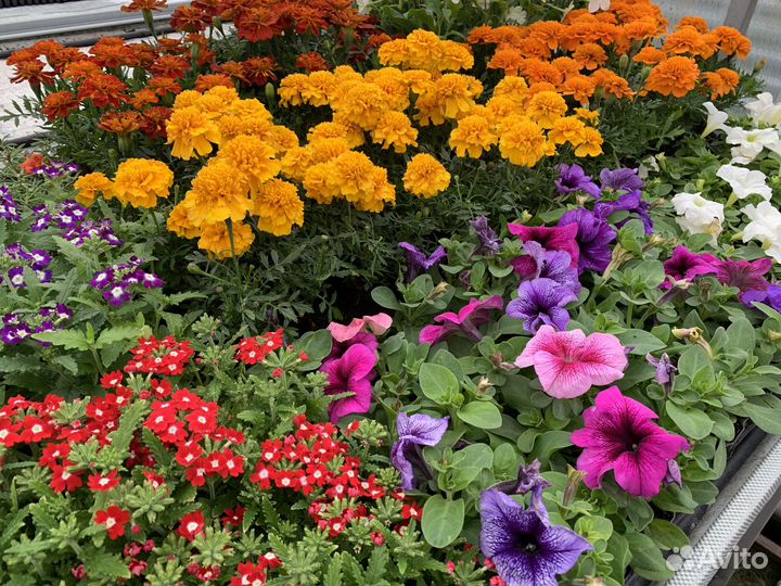 Рассада однолетних цветов