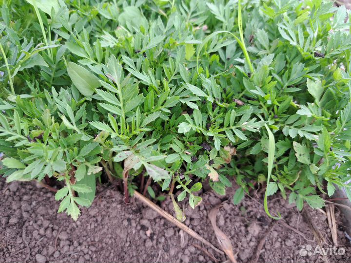 Рассада цветов