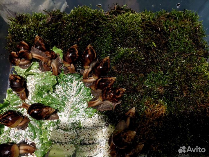 Улитки ахатины