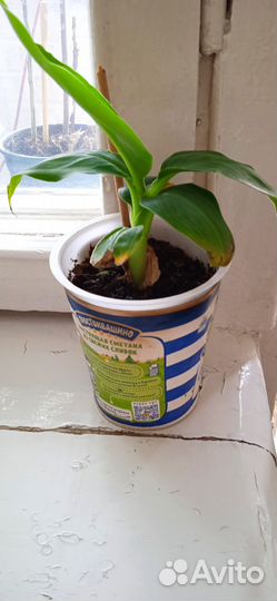 Карликовый банан