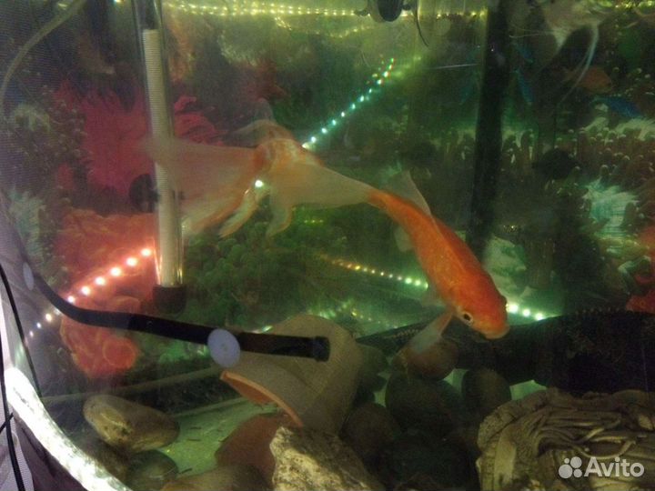 Аквариум и все для аквариума