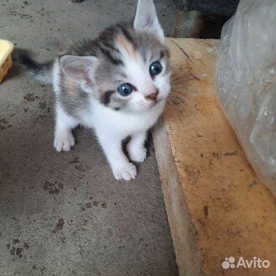 Кошки в добрые руки