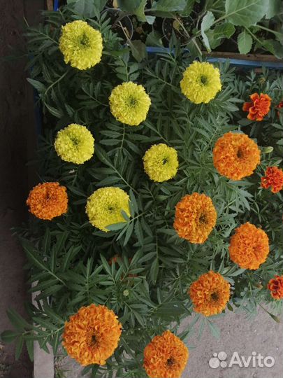 Рассада цветов