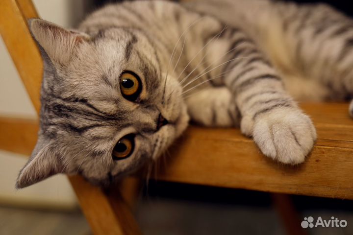 Шотландский прямоухий кот для вязки