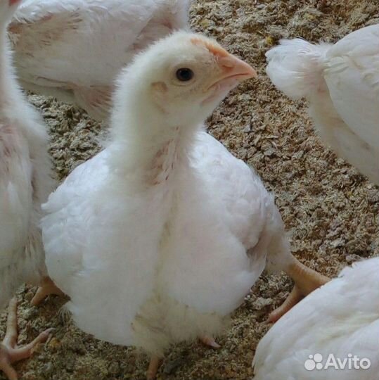 Подрощенные цыплята бройлера