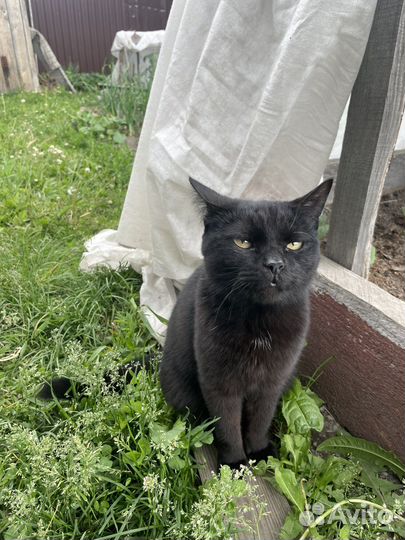 Кошка Соня ищет дом
