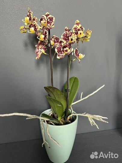 Орхидея фаленопсис