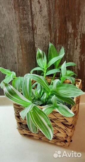 Традесканция приречная, белая, нанук