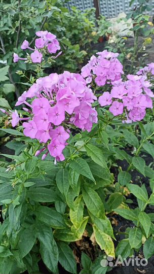 Флоксы метельчатые