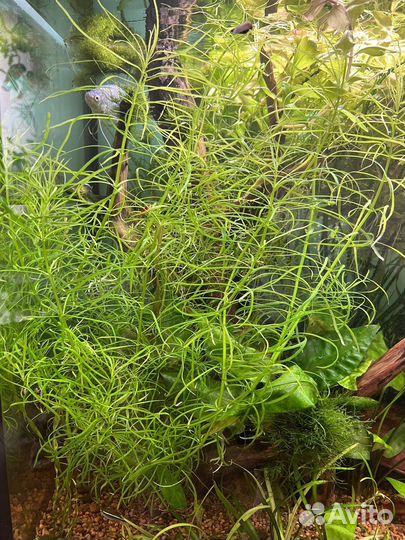 Растения для аквариума