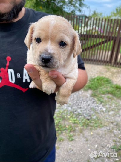 Щенки йорка