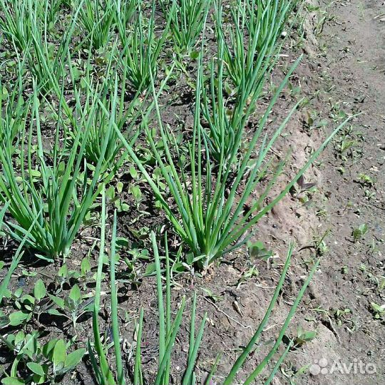Лук семейный шалот и кундымкарский